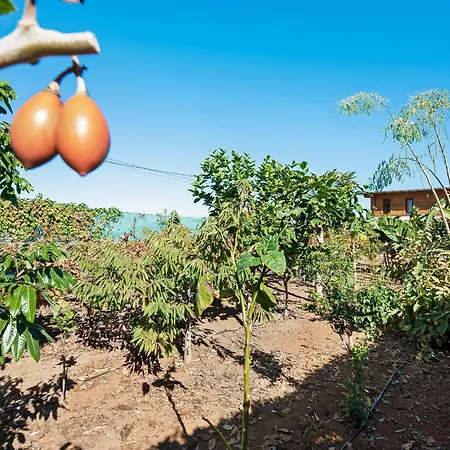 Viñas 2 * Icod De Los Vinos