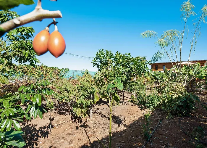 Viñas 2 * Icod De Los Vinos